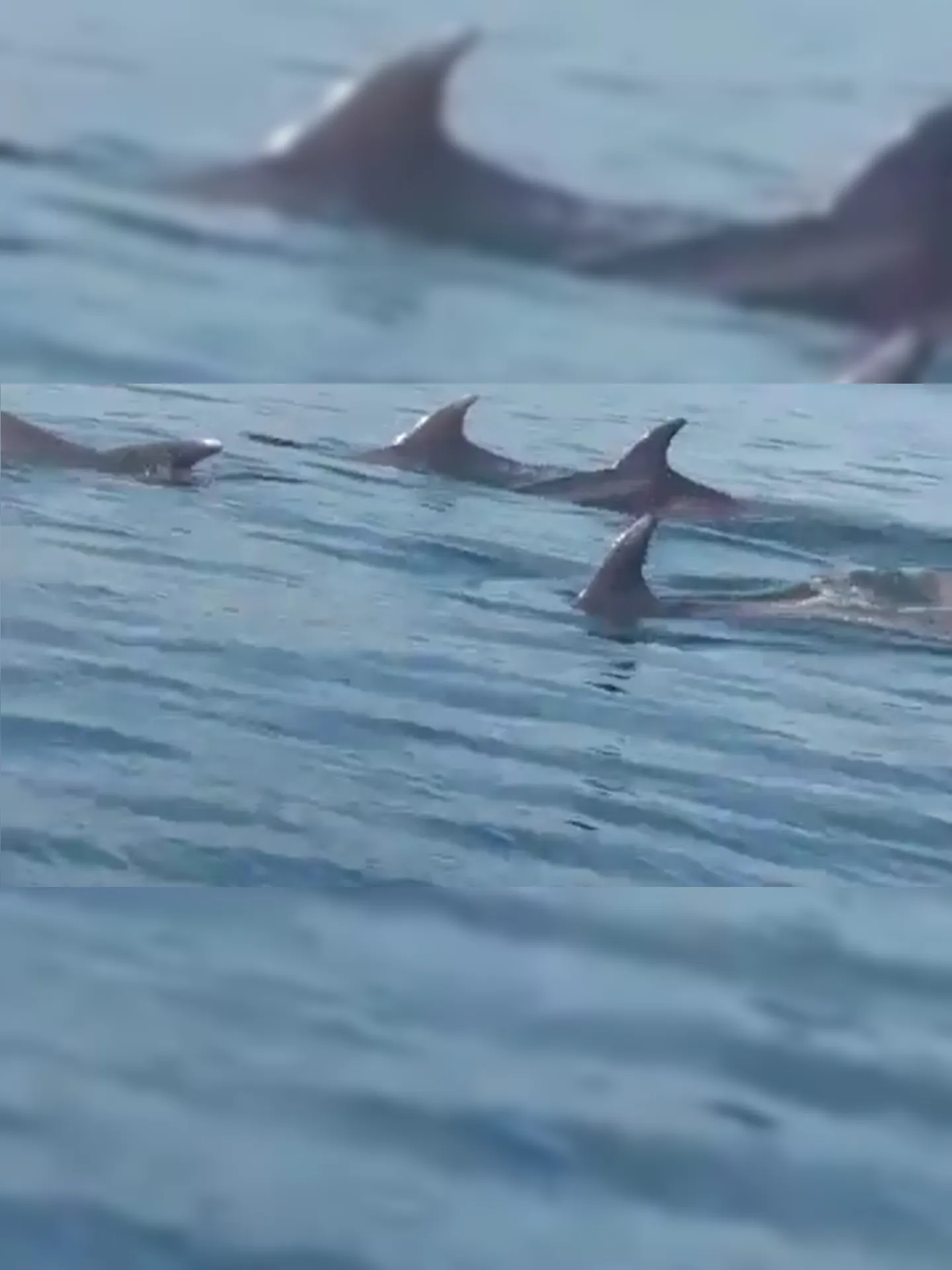 Imagem ilustrativa da imagem Golfinhos são flagrados na Região Oceânica de Niterói. Veja o vídeo