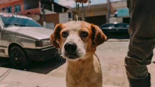 Cerca de 20 cães e gatos estarão disponíveis para adoção.