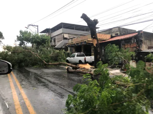 Árvores caíram após a chuva que atingiu o bairro.