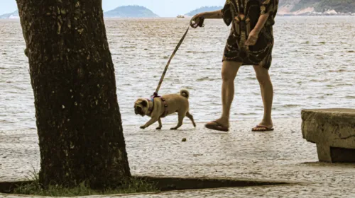 Segundo lei estadual, animais precisam manter distância e não podem entrar na água.