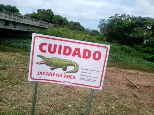 Placas indicam cuidado com jacarés que habitam na região.