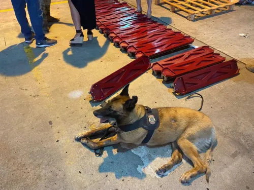 Cão farejador Black encontra drogas em cortadores de piso.