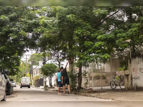 Podas de árvores é um bem necessário para a planta.