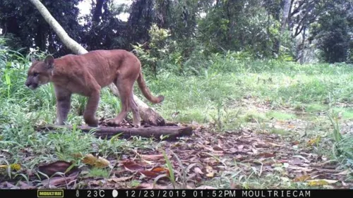 Onza parda é flagrada em área de proteção ambiental em Maricá