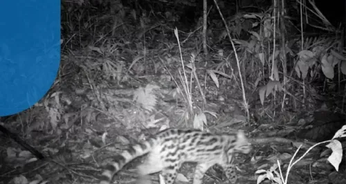 Gato maracajá é flagrada em área de proteção ambiental em Maricá