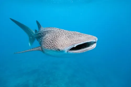 Imagem ilustrativa da imagem Tubarão-baleia é flagrado em Arraial do Cabo; confira vídeo