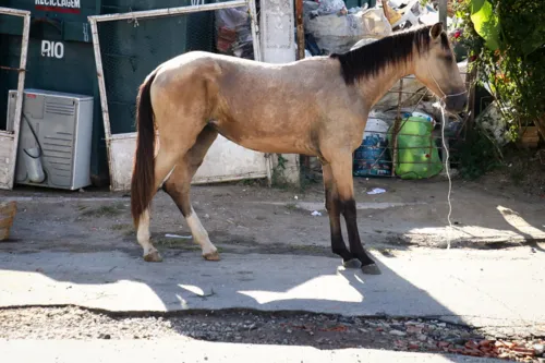 Segundo informações, o dono, em conjunto com outro homem, vão sedar o animal e tentar transportá-lo para um local em que possam ser iniciados os tratamentos adequados