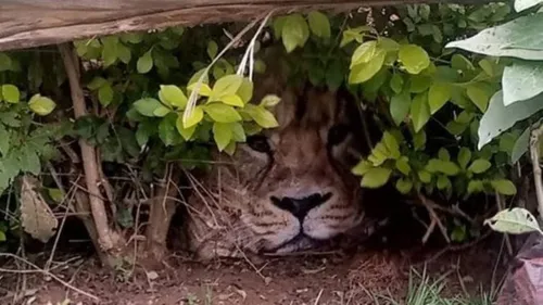 Relatos eram de que o felino estava a espreita no jardim