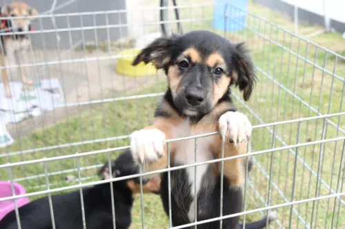 Cachorros e gatos aguardam novos donos para serem adotados em Maricá