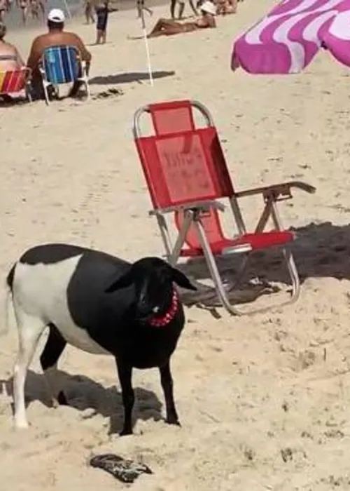 Imagem ilustrativa da imagem 'Influencer', Ovelha Rebeca chama atenção em praia. Veja o vídeo