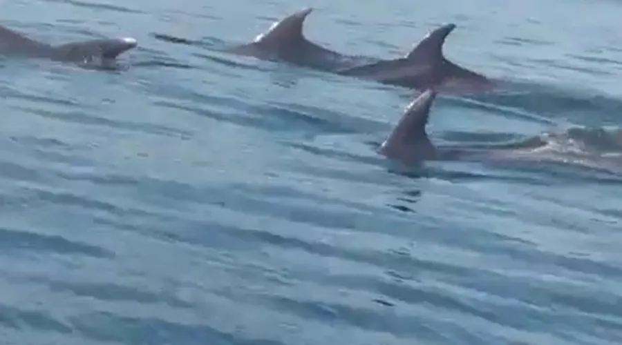 Imagem ilustrativa da imagem Golfinhos são flagrados na Região Oceânica de Niterói. Veja o vídeo