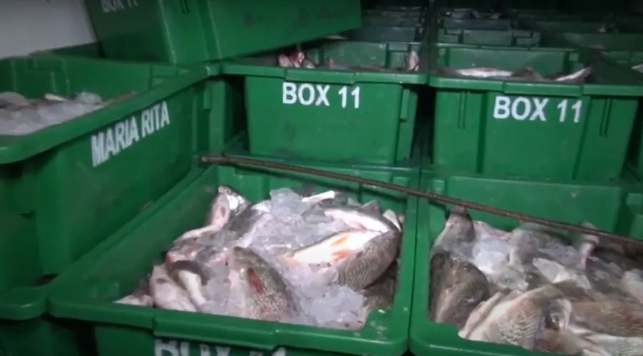 A carga de pescados arrecadada foi entregue pelo CPAm à Coordenadoria de Polícia Pacificadora (CPP)