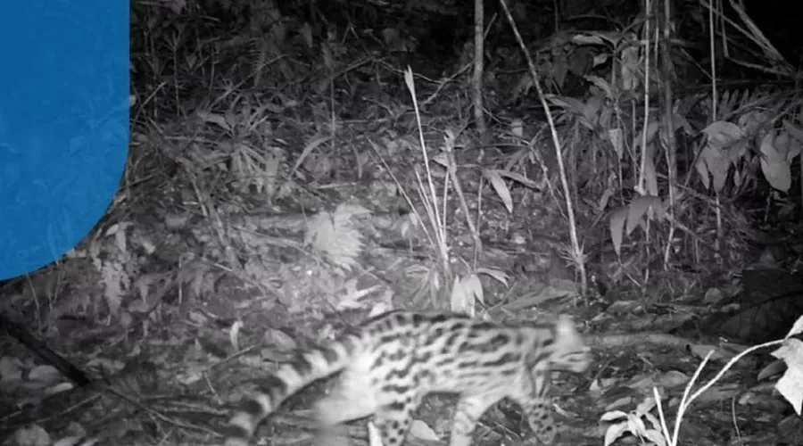 Gato maracajá é flagrada em área de proteção ambiental em Maricá