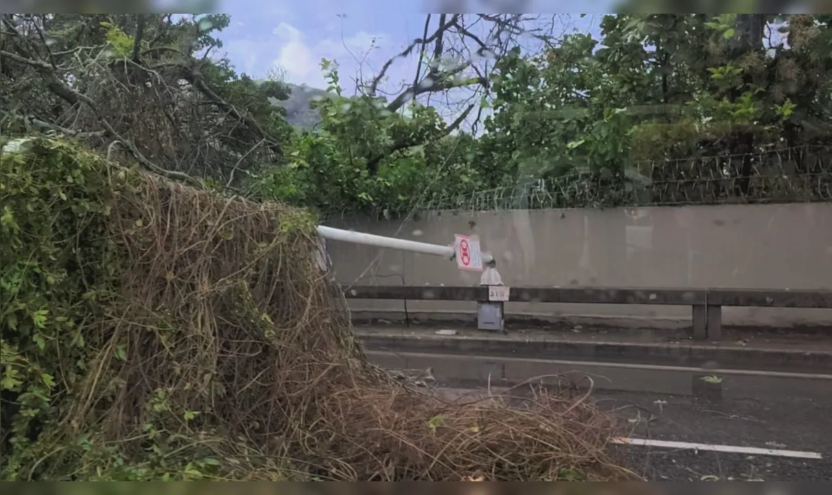 Queda de árvore e de um poste de energia interditaram o ponto de ônibus do Mocanguê.
