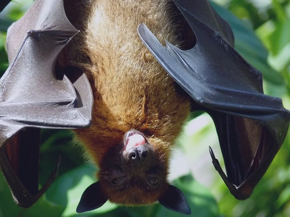 Doença pode ser transmitida por morcegos