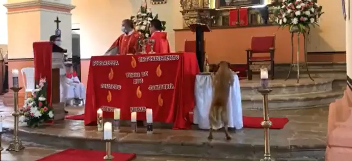 Vídeo mostra cão entrando na igreja e furtando pão da missa