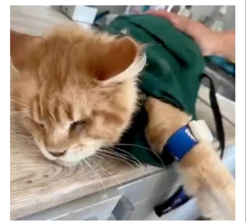 Gato que devorou partes de criadora recebe cuidados veterinários