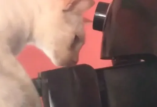 Gato é flagrado abrindo Air Fryer para roubar comida