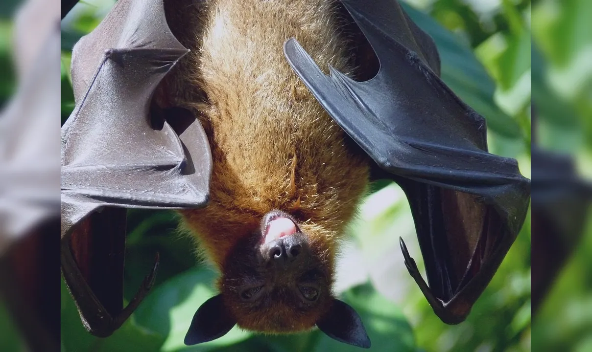 Doença pode ser transmitida por morcegos