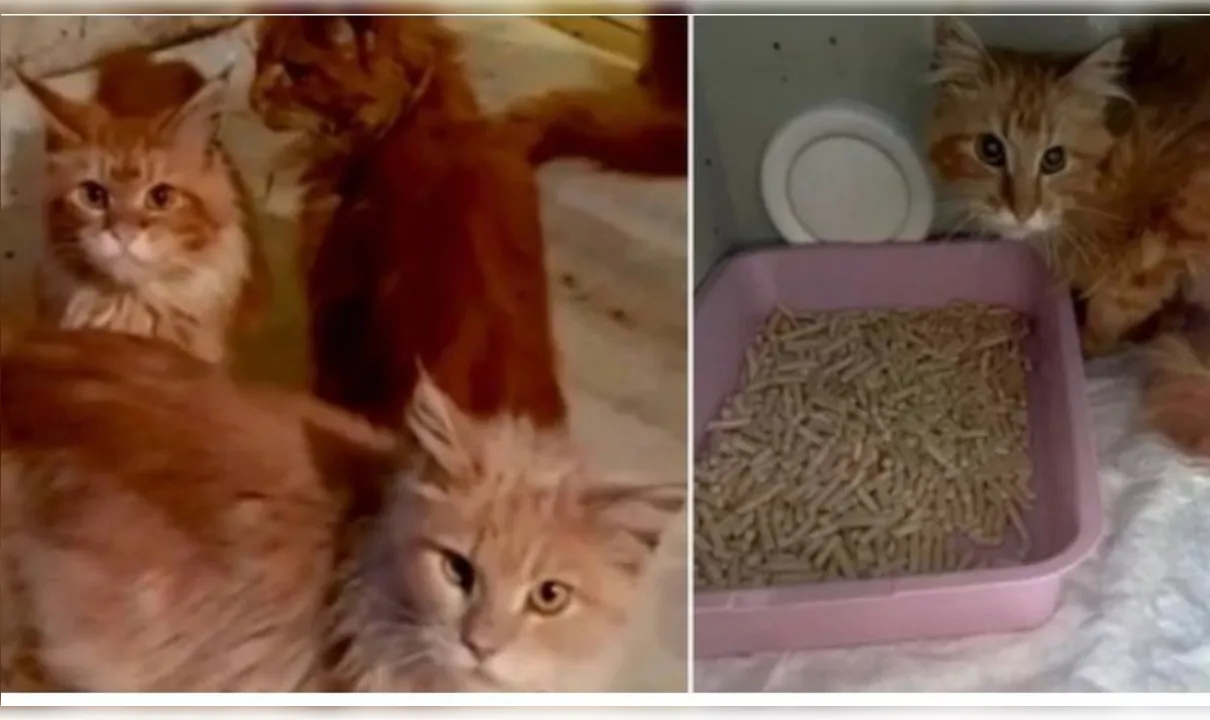 Gatos resgatados na Rússia após comerem parte do cadáver de mulher