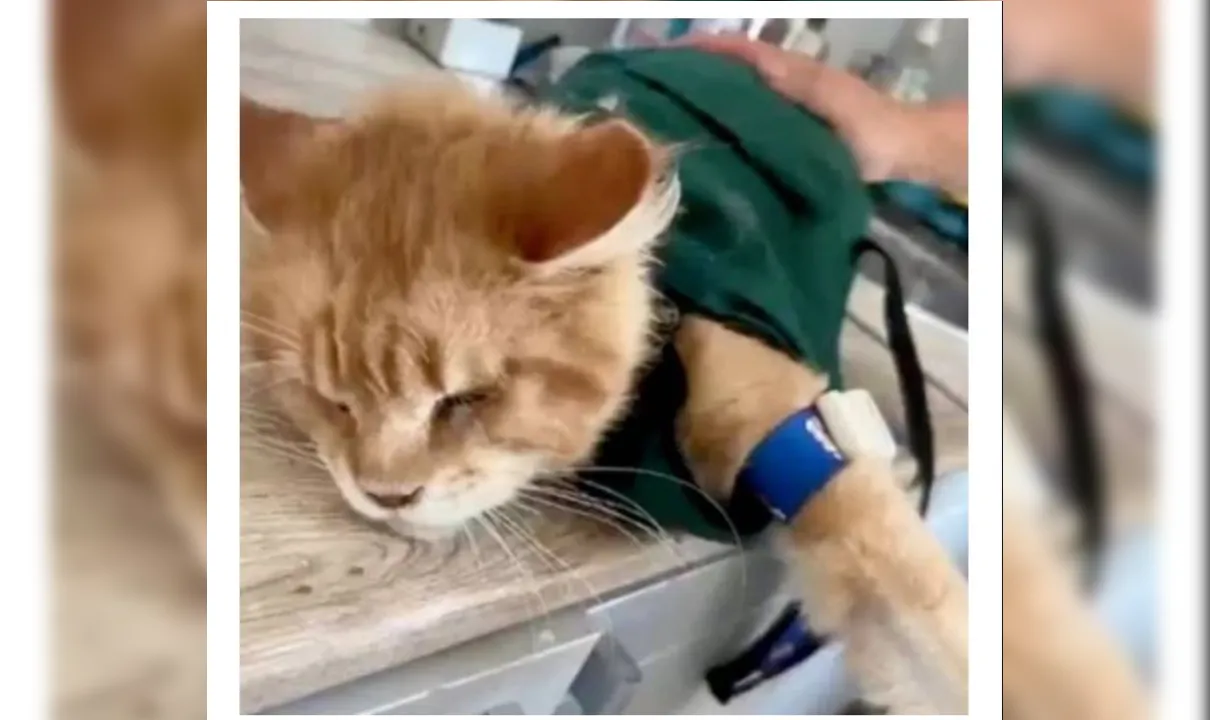Gato que devorou partes de criadora recebe cuidados veterinários