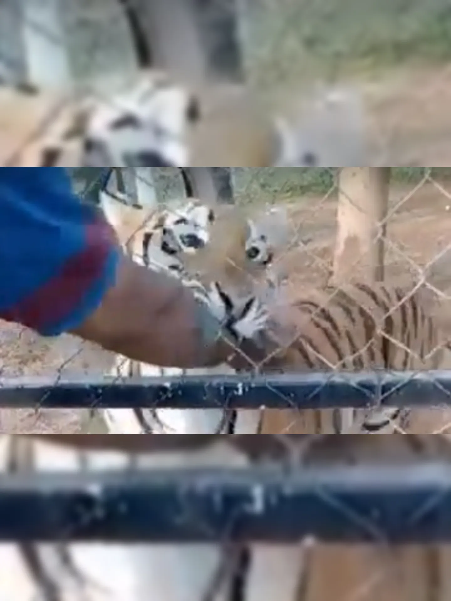 Homem tem braço mordido por tigre depois de tentar fazer carinho