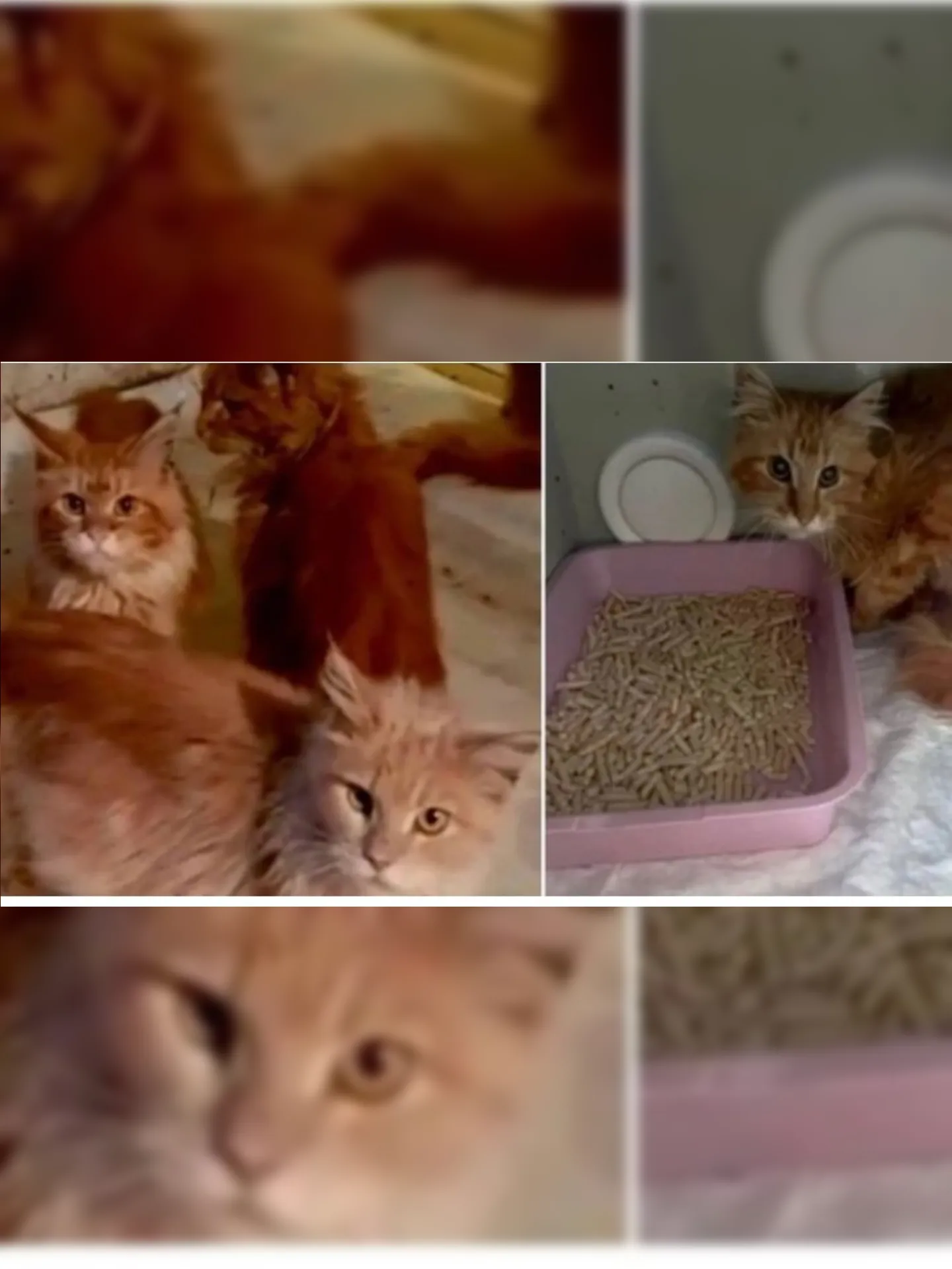 Gatos resgatados na Rússia após comerem parte do cadáver de mulher