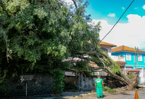 Após temporal, tronco acabou desabando no imóvel dos moradores