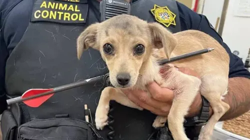 Cadelinha ferida por flecha nos EUA passa bem e está se recuperando