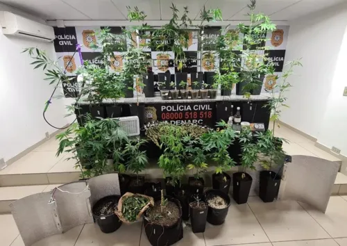 Segundo os investigadores, ainda na residência foram encontrados vasos com mudas de maconha e dezenas de ramos do tipo "camarão"