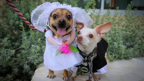 Cashew com vestido branco e véu e Peanut com um elegante terno preto