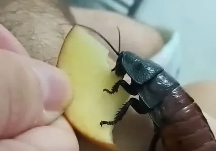 Animal costuma causar repulsa nas pessoas