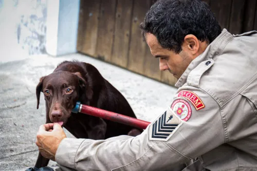 Resgate de cachorro abandonado bombeiros no largo da Batalha