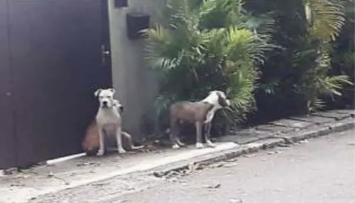 Animais do cantor soltos no condomínio