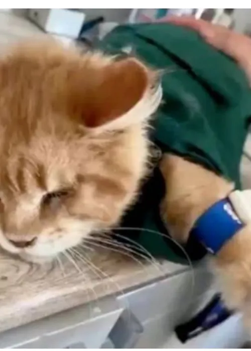 Gato que devorou partes de criadora recebe cuidados veterinários