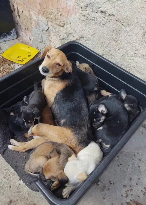 Outros 18 cães foram resgatados pela prefeitura