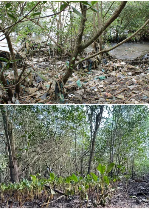 Atualmente, os pescadores estão realizando esse trabalho de limpeza, no canal de Magé, nos rios Suruí, e estrela, na Baixada Fluminense, e em São Gonçalo, nos rios Imbuaçu, Pomba, Marimbado