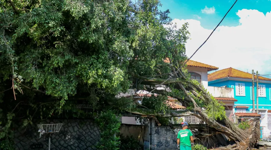 Após temporal, tronco acabou desabando no imóvel dos moradores
