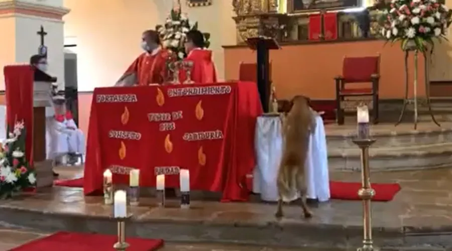 Vídeo mostra cão entrando na igreja e furtando pão da missa