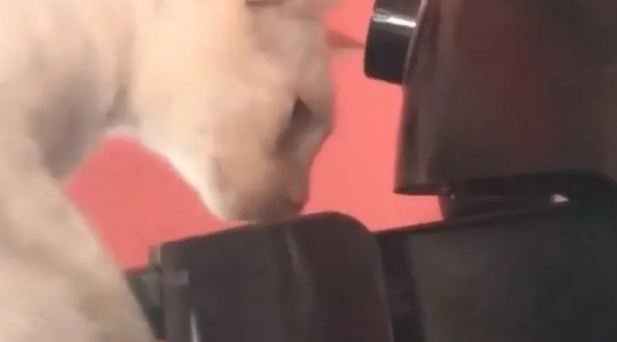 Gato é flagrado abrindo Air Fryer para roubar comida
