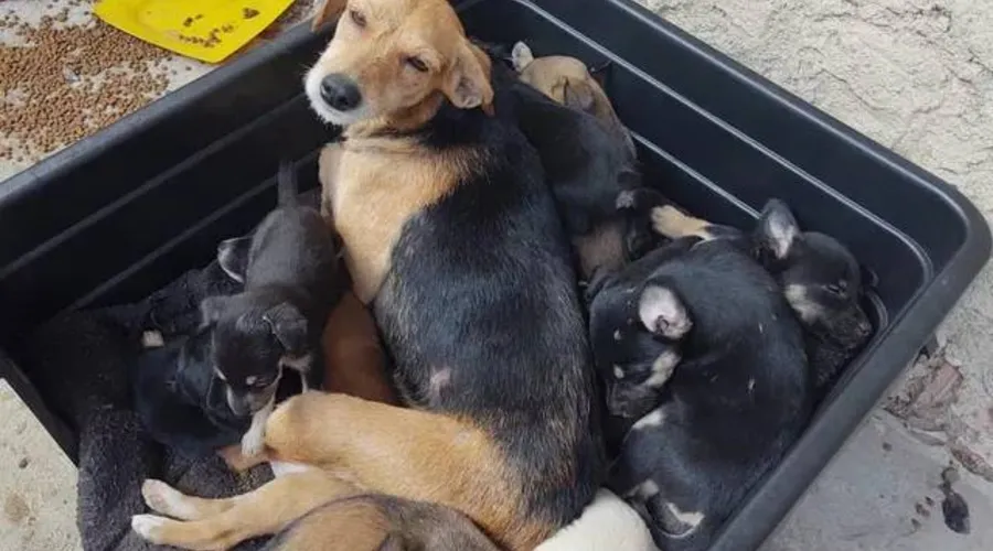 Outros 18 cães foram resgatados pela prefeitura
