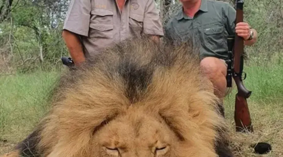 Naude tem leões mortos em seu histórico de caça.