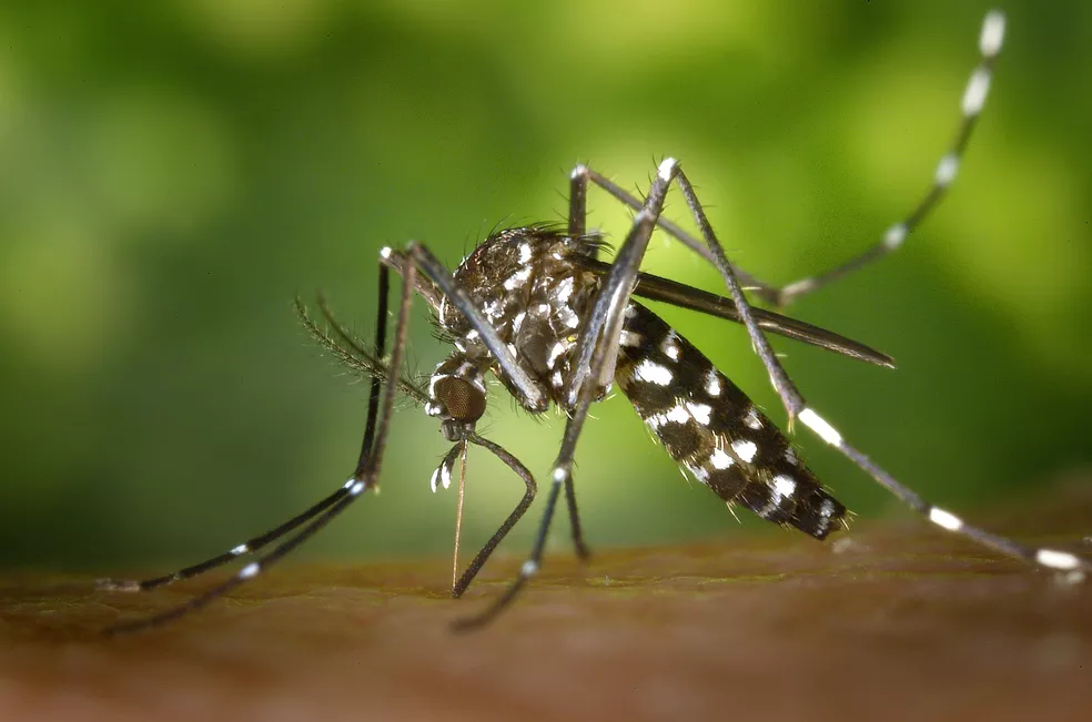 Aedes aegypti é o responsável pela transmissão da dengue, zika e chikungunya