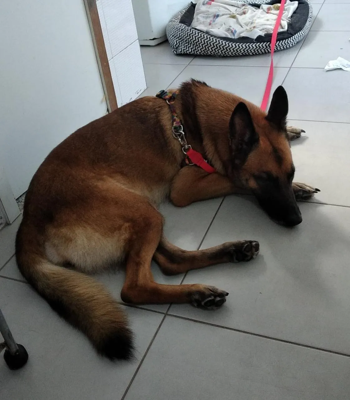 A cadela foi levada a uma clínica veterinária e se encontra em um lar temporário