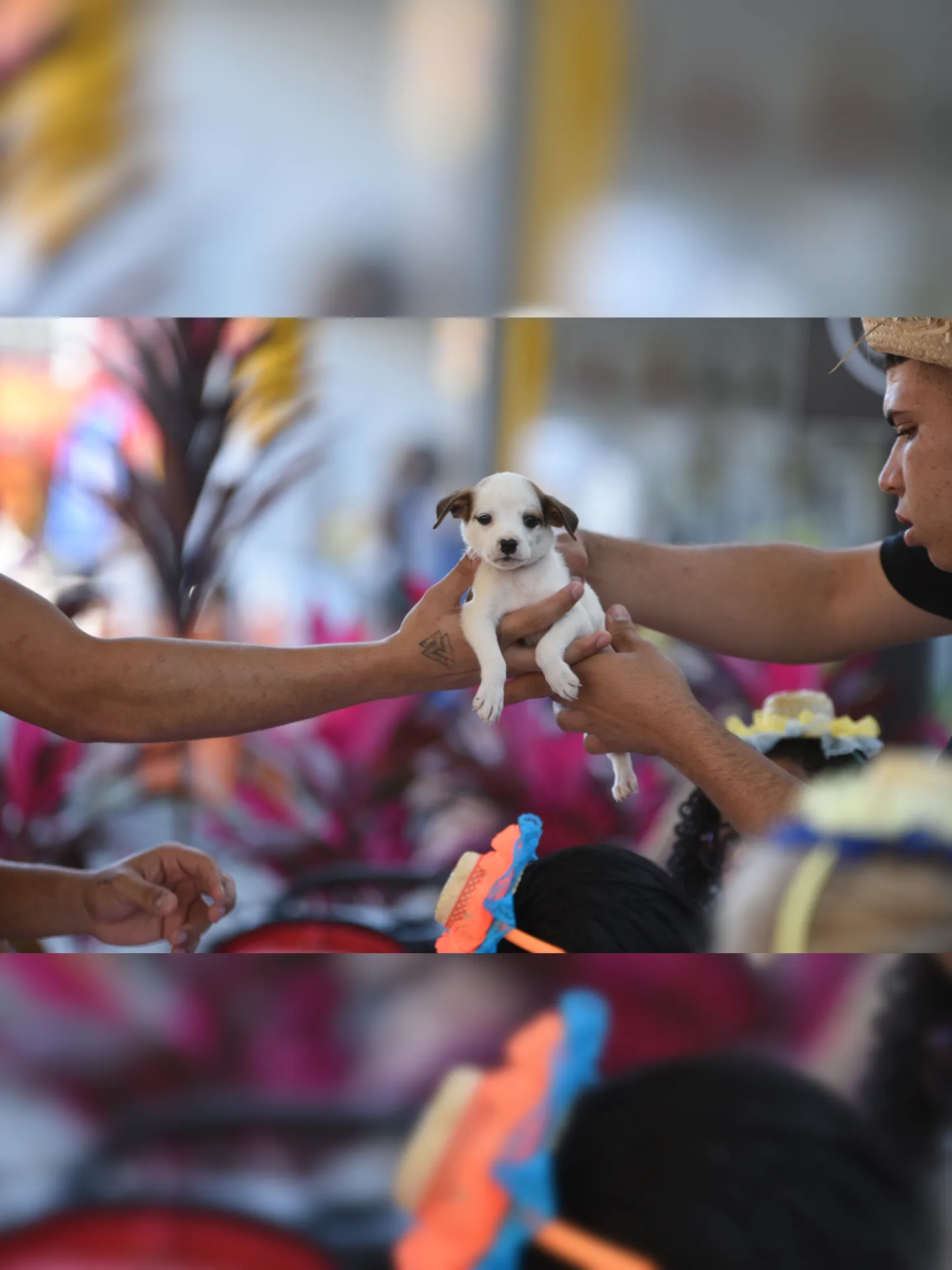 Imagem ilustrativa da imagem Feira de adoção de cães e gatos acontece em Maricá
