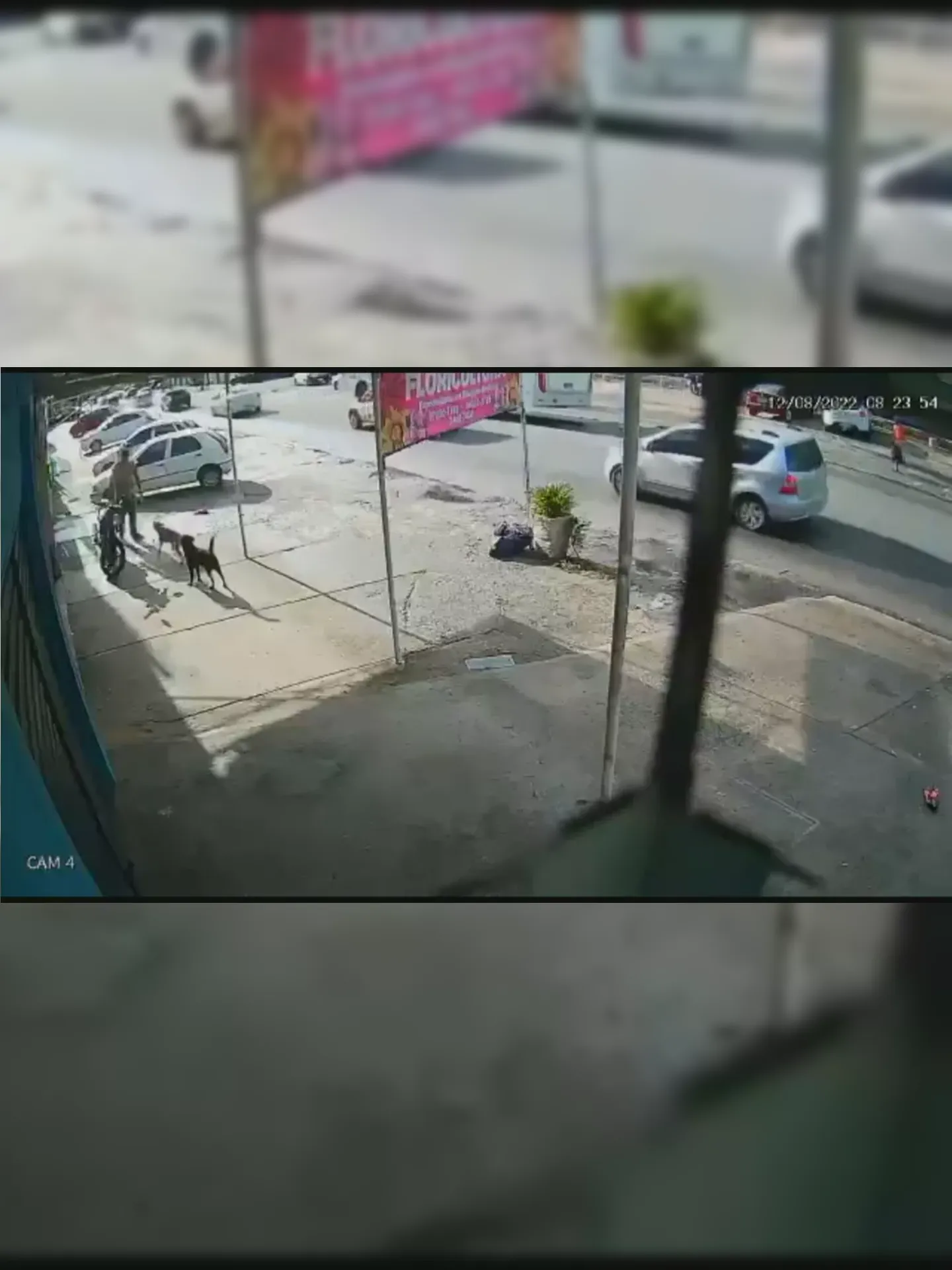 Imagens de câmeras de segurança do local filmaram a ação do homem contra o animal