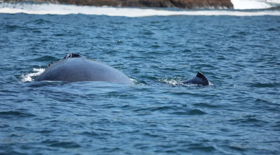 Parte superior de uma baleia aparecendo nas águas