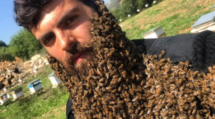 Johny Abou Rjeily com a barba coberta de abelhas