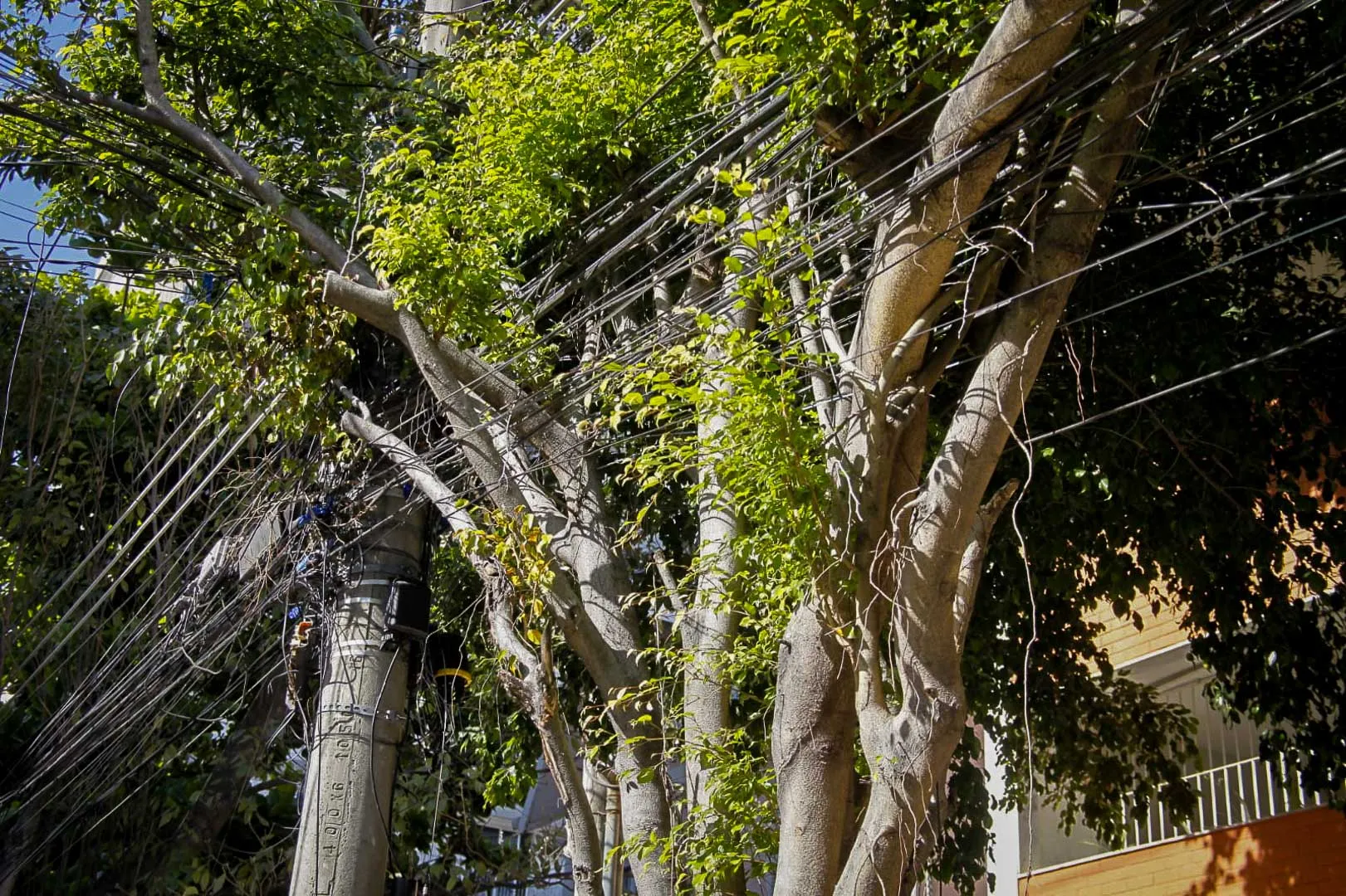Árvores sem podas se misturam nas fiações de postes