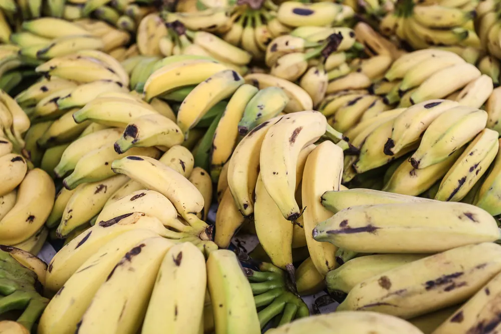 Muito popular em todo o mundo, a banana é a fruta fresca mais consumida do planeta 4ª mais produzida em solo brasileiro